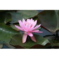 nymphae firecrest - nilüfer nymphae firecrest - nilüfer